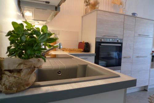 a kitchen with a sink and a potted plant on a counter at Nidu Accogliente in Balagna in LʼÎle-Rousse