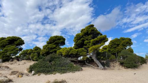 a group of trees on top of a sand hill at artemis homest ay ,two-bedroom apartment in Artemida