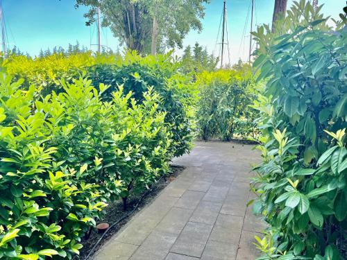 a path through a garden with green plants at Azúr Port Siófok With Free Wellness in Siófok