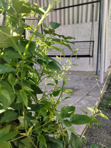 a green plant in front of a swing at MARIJA APARTMAN in Osijek