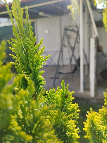 a group of green trees in a yard at MARIJA APARTMAN in Osijek