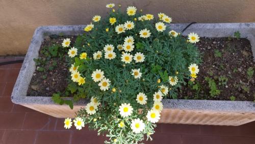 a planter filled with yellow and white flowers at I love Rapallo La casa AlMar in Rapallo