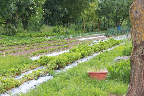 a garden with a row of plants in the grass at Lu Garun Rus in Valdieri
