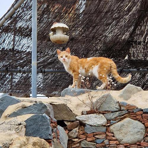 an orange and white cat standing on some rocks at THE ROCK HOUSE - Beautiful countryside with mandarins oranges and olive trees,. Near Limassol at Eptagonia village. in Ephtagonia