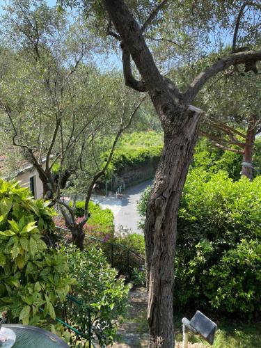 a tree that is next to a river at Hotel Villa Belvedere in Bonassola