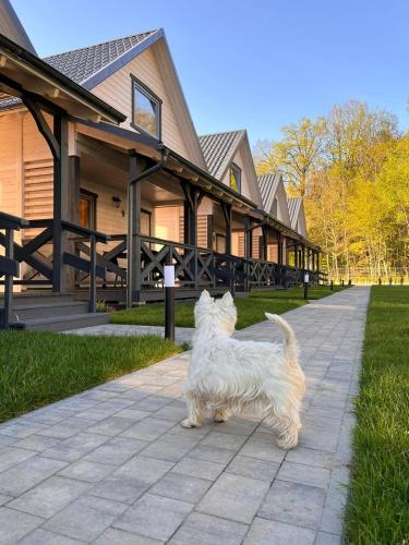 a white dog standing in front of a house at San Sebastian - domki nad morzem in Ustka