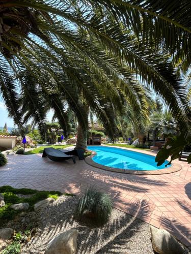 eine Palme neben einem Pool in der Unterkunft Apartments Villa BEAUTY PORTOROŽ in Portorož