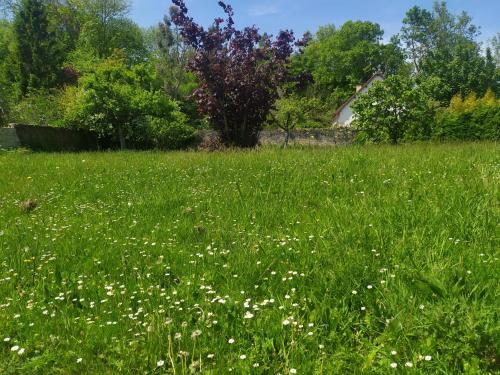 a field of green grass with white flowers at Chambres d'hôtes au calme 