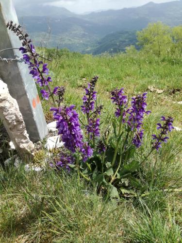 a bunch of purple flowers in the grass at Il Sanco in Selva di Progno