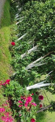 a row of flowers in a garden with flowers at 202 in Bijelo Polje