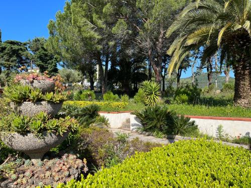 a garden with a bunch of plants and palm trees at Villa Claudia - casa vacanze in Agropoli