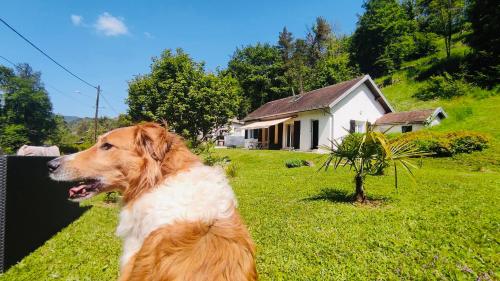 a dog sitting in the grass in front of a house at Superbe villa apaisante, vue sur la loue in Mouthier-Haute-Pierre