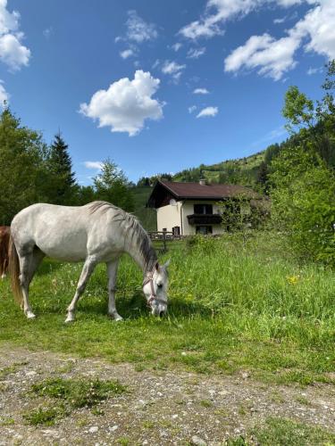 a white horse grazing in a field of grass at Apartment Haus Christina in Großkirchheim
