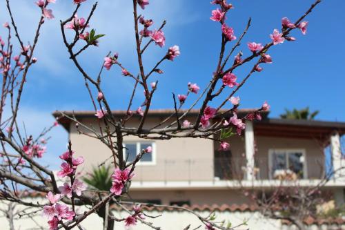 a tree with pink flowers in front of a house at Residenza Anna Calabria in Briatico