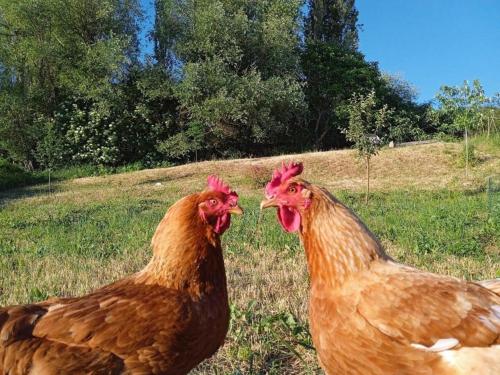 two chickens standing next to each other in a field at Butterflies Rest in Gubbio