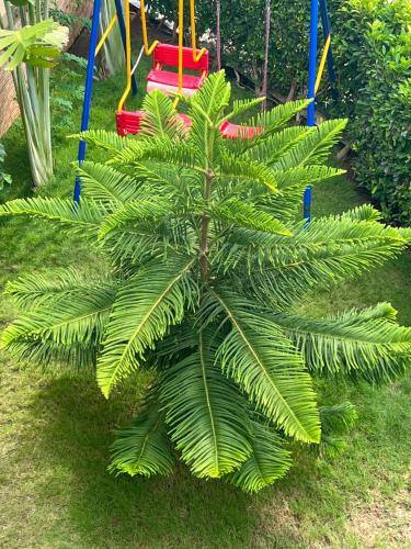 a palm tree in front of a playground at Holiday Appartment Elbe in Lomé