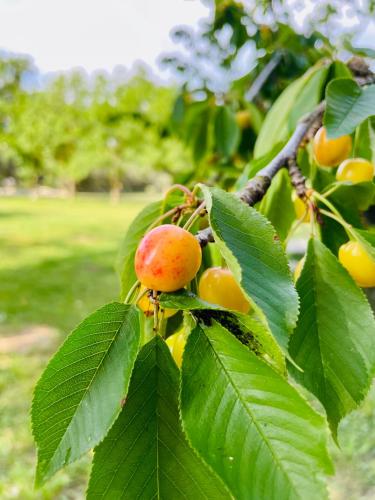 a bunch of fruit on a tree with leaves at Le Mas d’Aloha in Plan-dʼOrgon