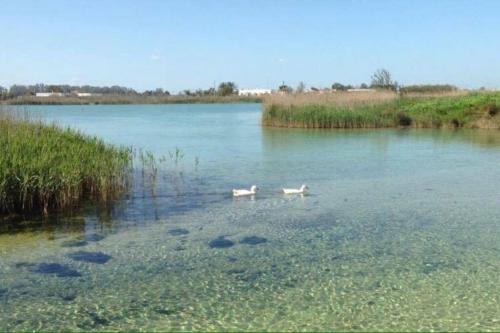 two white ducks swimming in a large body of water at Eleutheria beach villa by the beach in Torre Chianca