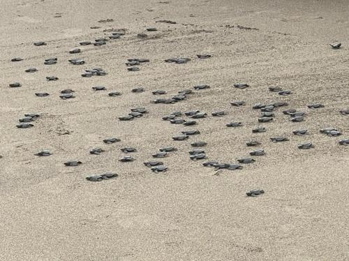 a group of rocks in the sand on a beach at Ecohotel Bahía Terco in Nuquí