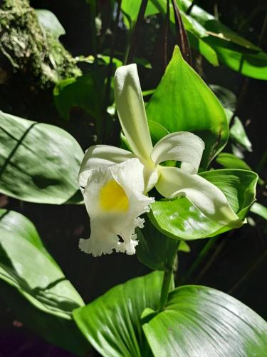 a close up of a white flower with green leaves at Ecohotel Bahía Terco in Nuquí