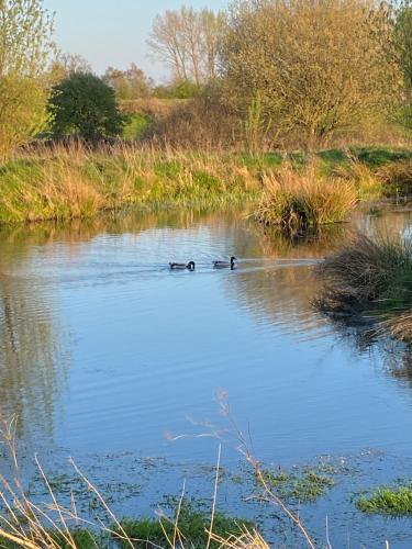 a couple of ducks swimming on a lake at Orchard Luxe Glamping Pod in Dungannon
