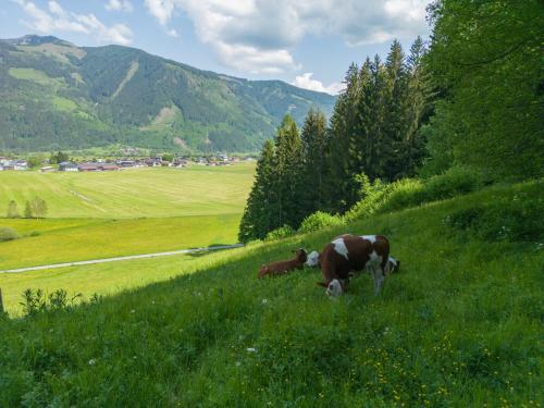 アパートメントの近くで見られる自然の景観