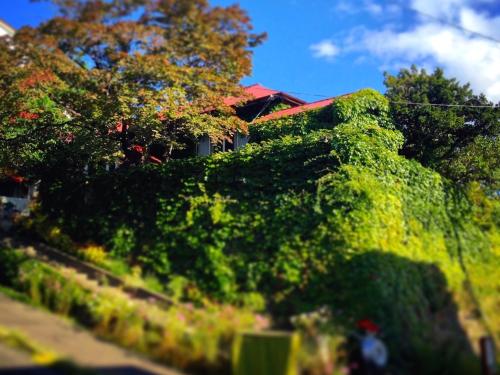 Κήπος έξω από το The Otaornai Backpacker's Hostel Morinoki