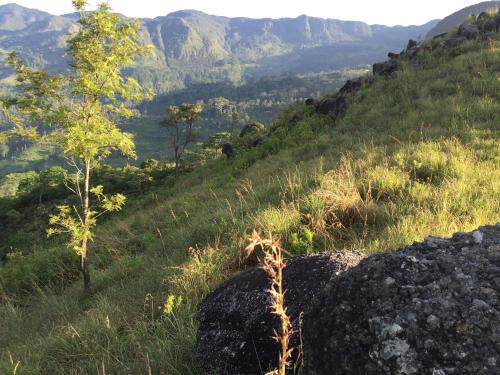 a view of a mountain with a tree on a hill at Rohana Estate Lodging & Camping in Kandy