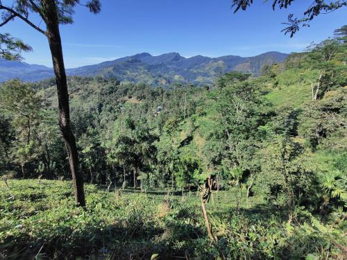 a hillside with trees and mountains in the background at Rohana Estate Lodging & Camping in Kandy