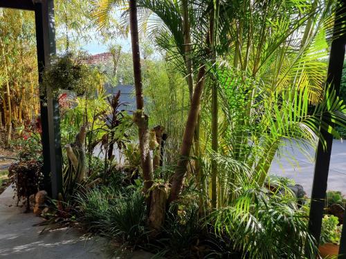 a garden with palm trees and other plants at Dolphin Cottage Garden Studio in Huskisson