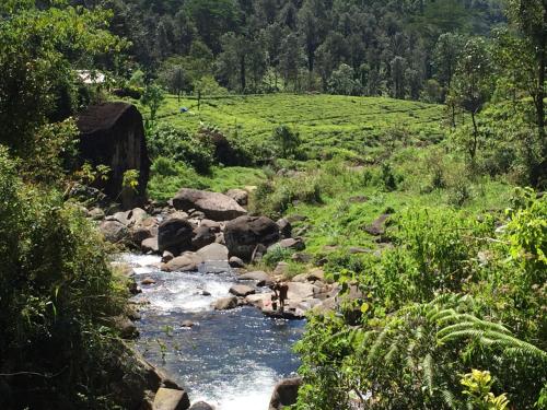a river with a bridge in the middle of a field at Rohana Estate Lodging & Camping in Kandy