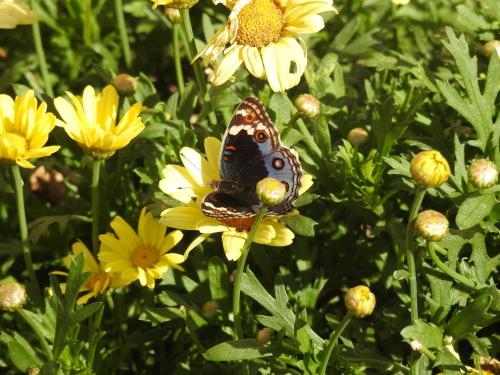 a butterfly is sitting on a yellow flower at Motebong Villa in Maseru