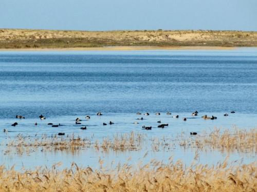 a group of birds swimming in a body of water at LA GALLEGA in Valdoviño