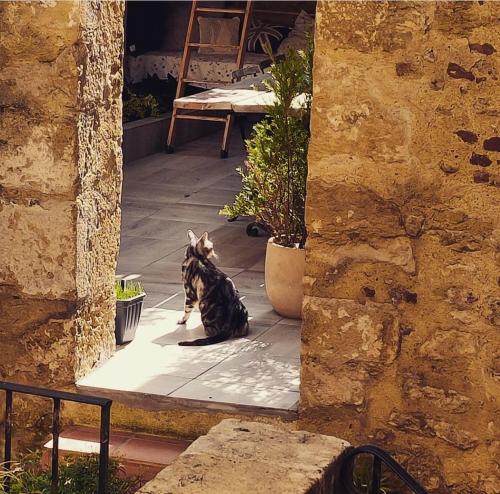 a dog sitting on the floor of a patio at "Les Chacobins" - appart'étape avec Garage Vélos in La Réole