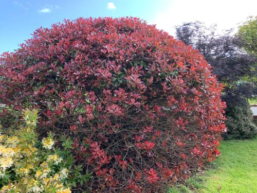 a large red bush with flowers in a yard at Tigh Na Cille Studio, Taynuilt in Taynuilt