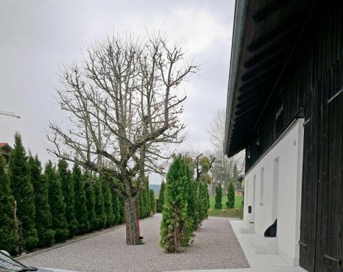 a tree in a driveway next to a building at Münsing Nähe Starnberger See, schöne Ferienwohnung, Gästewohnung 125qm EG und OG KONTAKTFREI in Münsing am Starnberger See