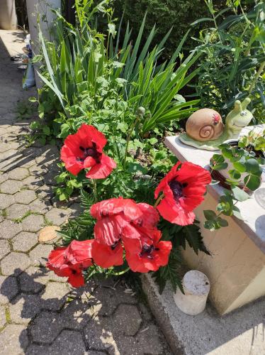 a bunch of red flowers in a garden at Villa Drenje in Ključ Brdovečki