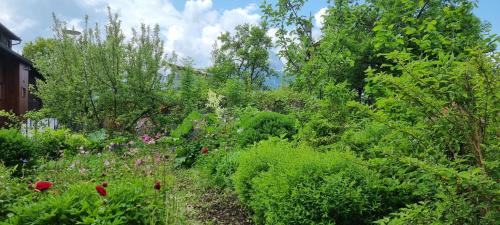 a garden filled with lots of plants and flowers at Apartements Breitenwang in Reutte