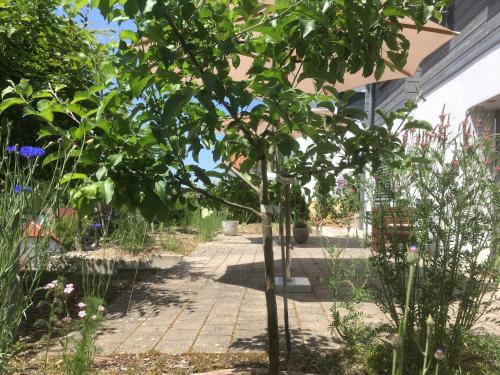 a row of trees in a garden at SweetSuites 40A Lavendelhaus in Mühlhausen