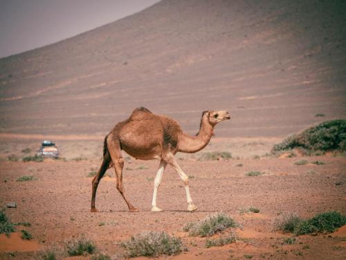 Animales en el tented camp o alrededores