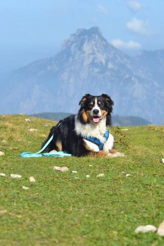 a dog laying on a field with a mountain in the background at Appartements Pungg in Fügen