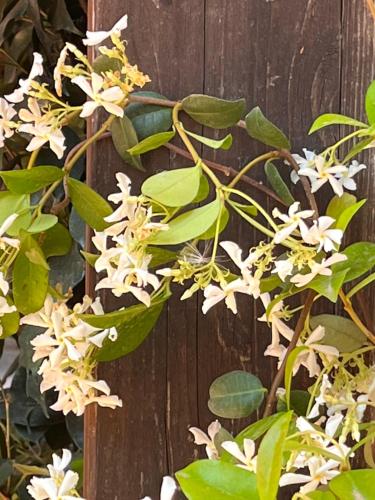 a bunch of white flowers on a wooden fence at Giardino di Circe in Agrigento