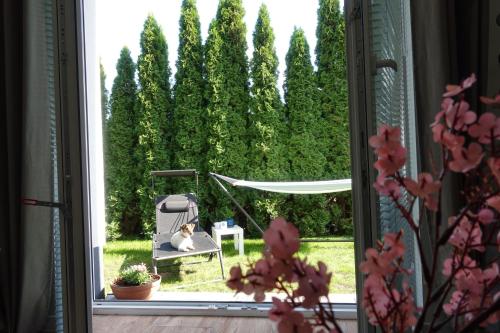 an open window with a dog sitting in a chair in a yard at Apartament Danuta Mrągowo in Mrągowo