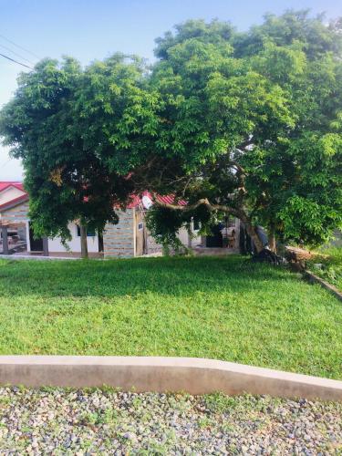 a tree in the middle of a grass field at Mavern House Apartments in Elmina