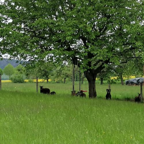 un grupo de vacas de pie bajo un árbol en un campo en Ferienhaus Putzke, en Stadtilm