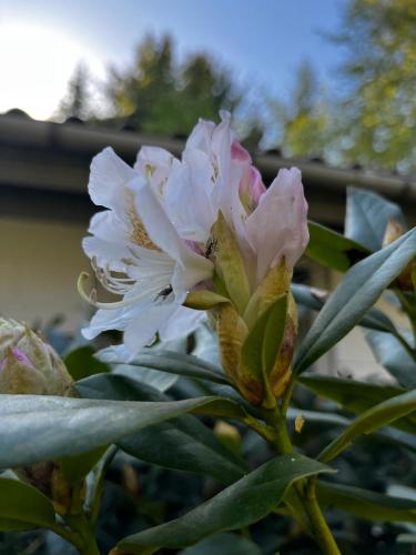 a pink and white flower on a plant at Fred og Ro Ferielejlighed in Ulstrup