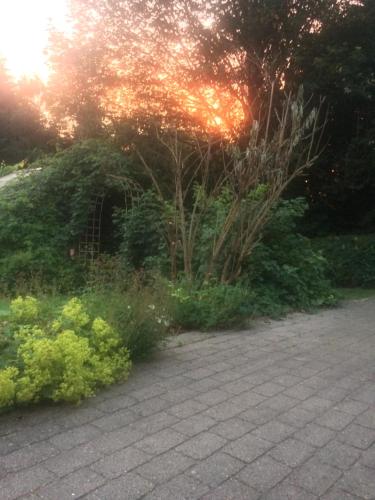 a garden with some bushes and a plant at Fred og Ro Ferielejlighed in Ulstrup