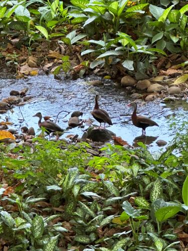 a group of ducks standing in a stream at Cabañas Del Lago . Bungalows in San Ramón