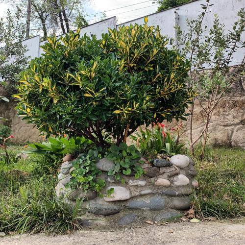 a tree sitting on top of a pile of rocks at Magdan house in Tskaltubo
