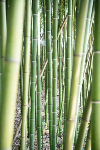 a close up of a group of bamboo poles at Le Moulin du Porteil in Campagne